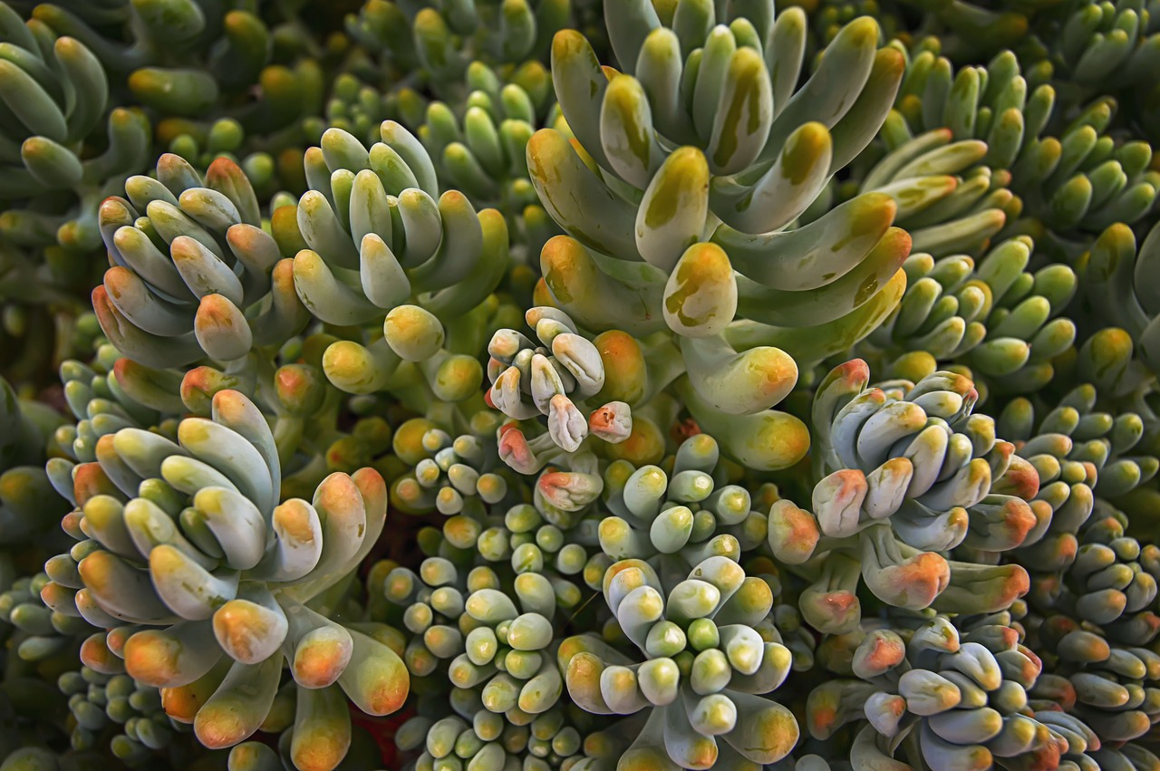 How to Plant and Grow a Succulent Garden